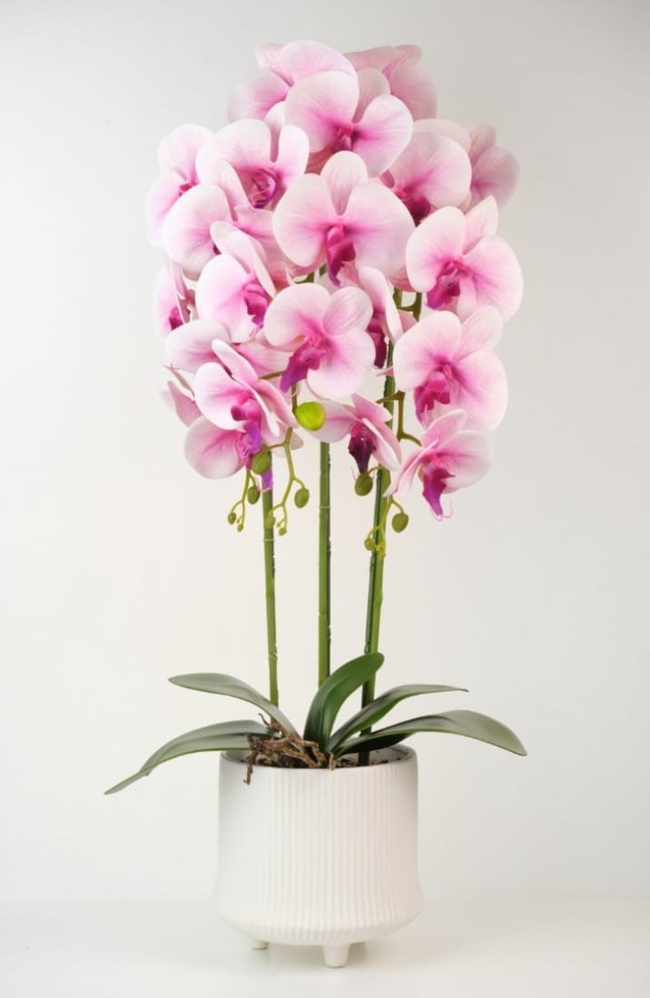 orhidee pinky