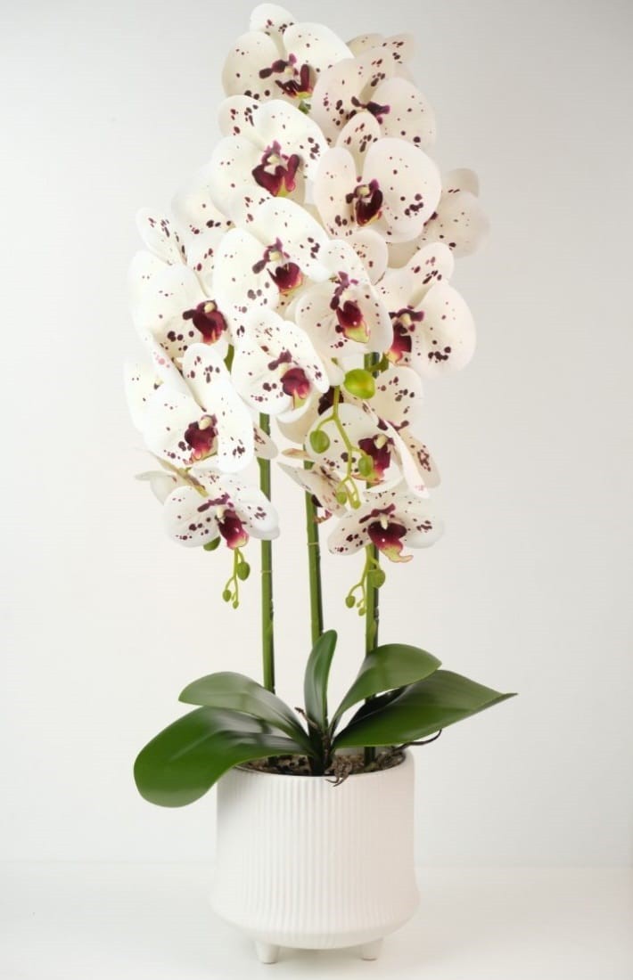 orhidee white